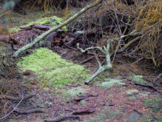 Chemically Tinged Bush